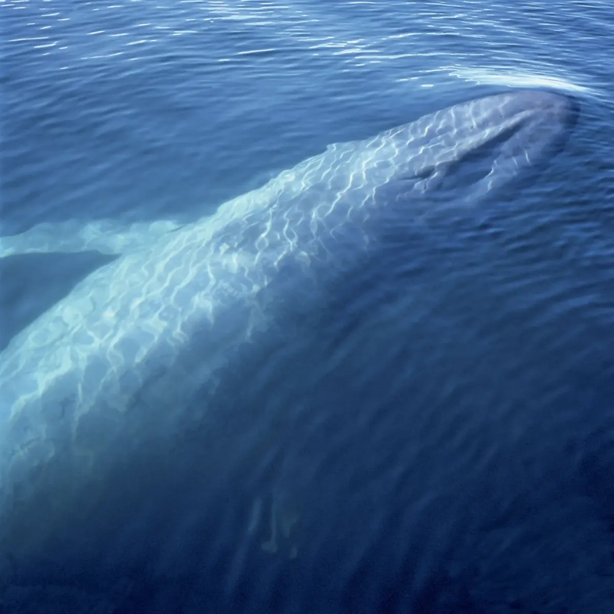 Blue whale