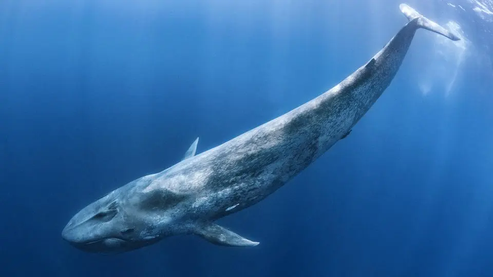 Blue Whale