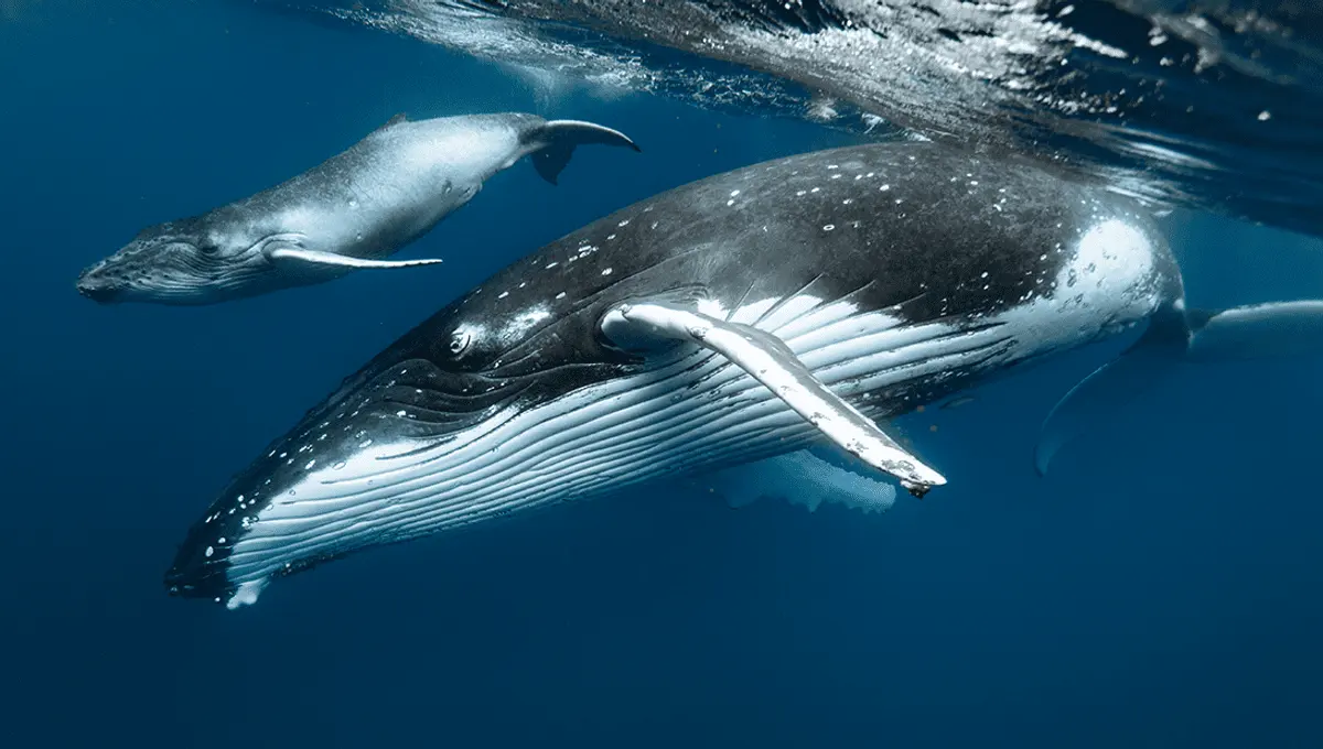 What Do You Call A Baby Whale?