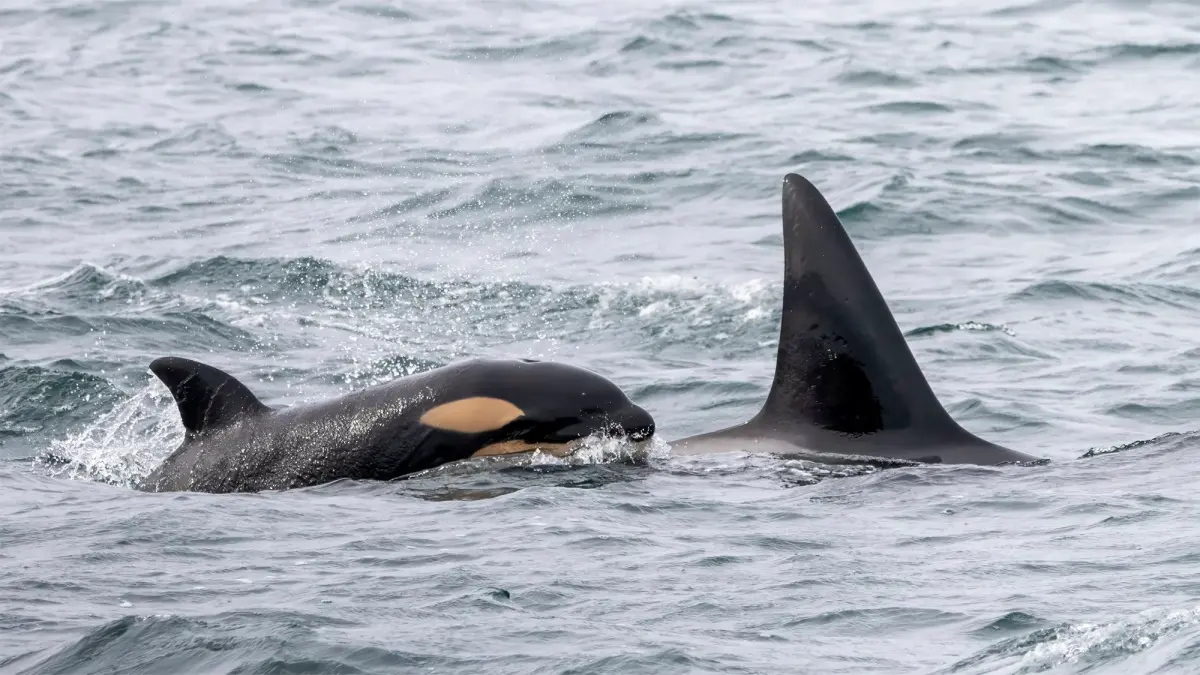 Baby orca is a descendent of a whale almost sold to SeaWorld in 1976