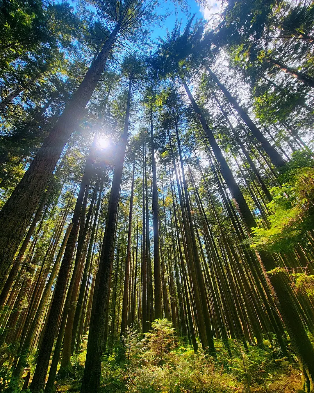 Pacific Spirit Regional Park