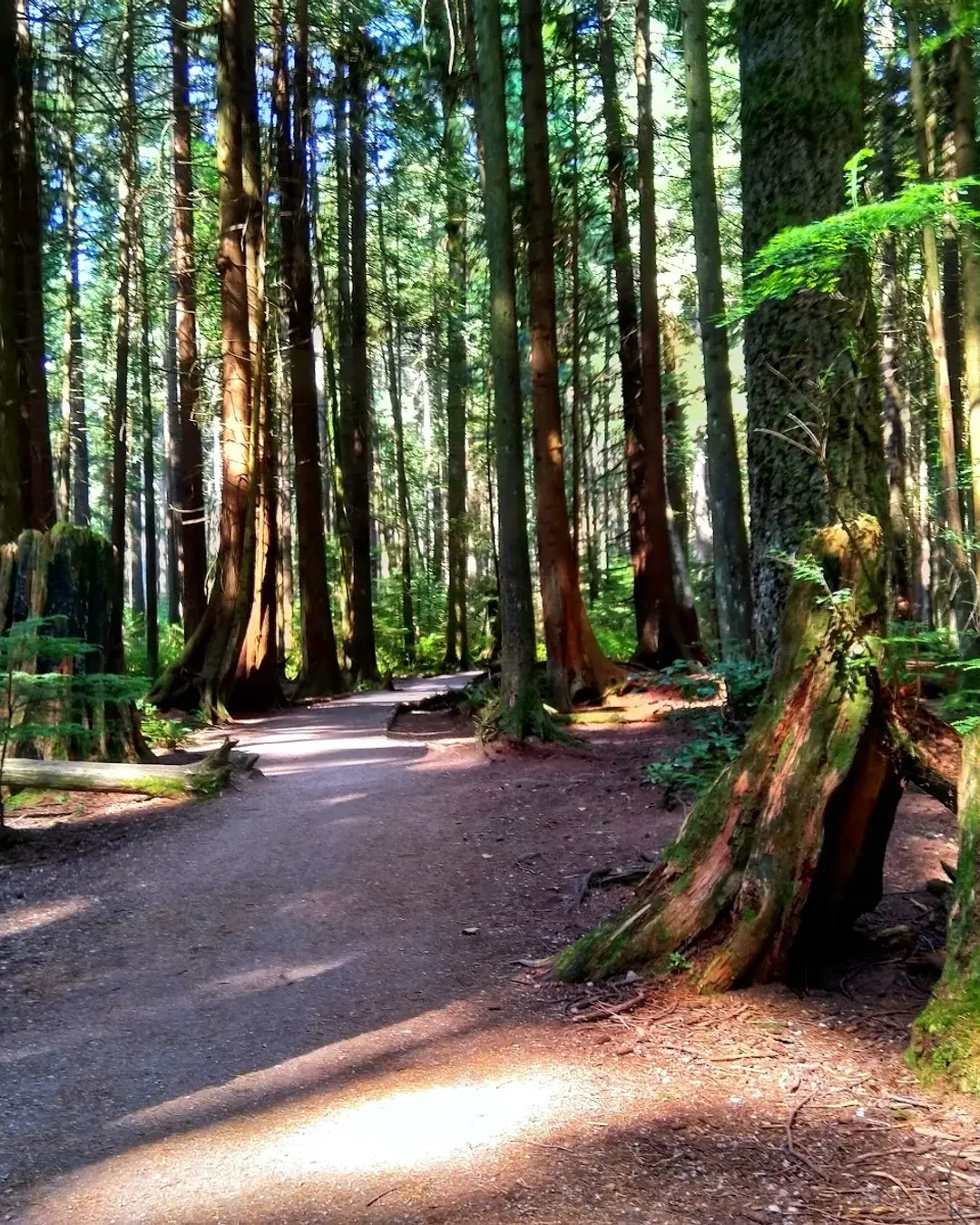 Pacific Spirit Regional Park: Urban Rainforest Escape