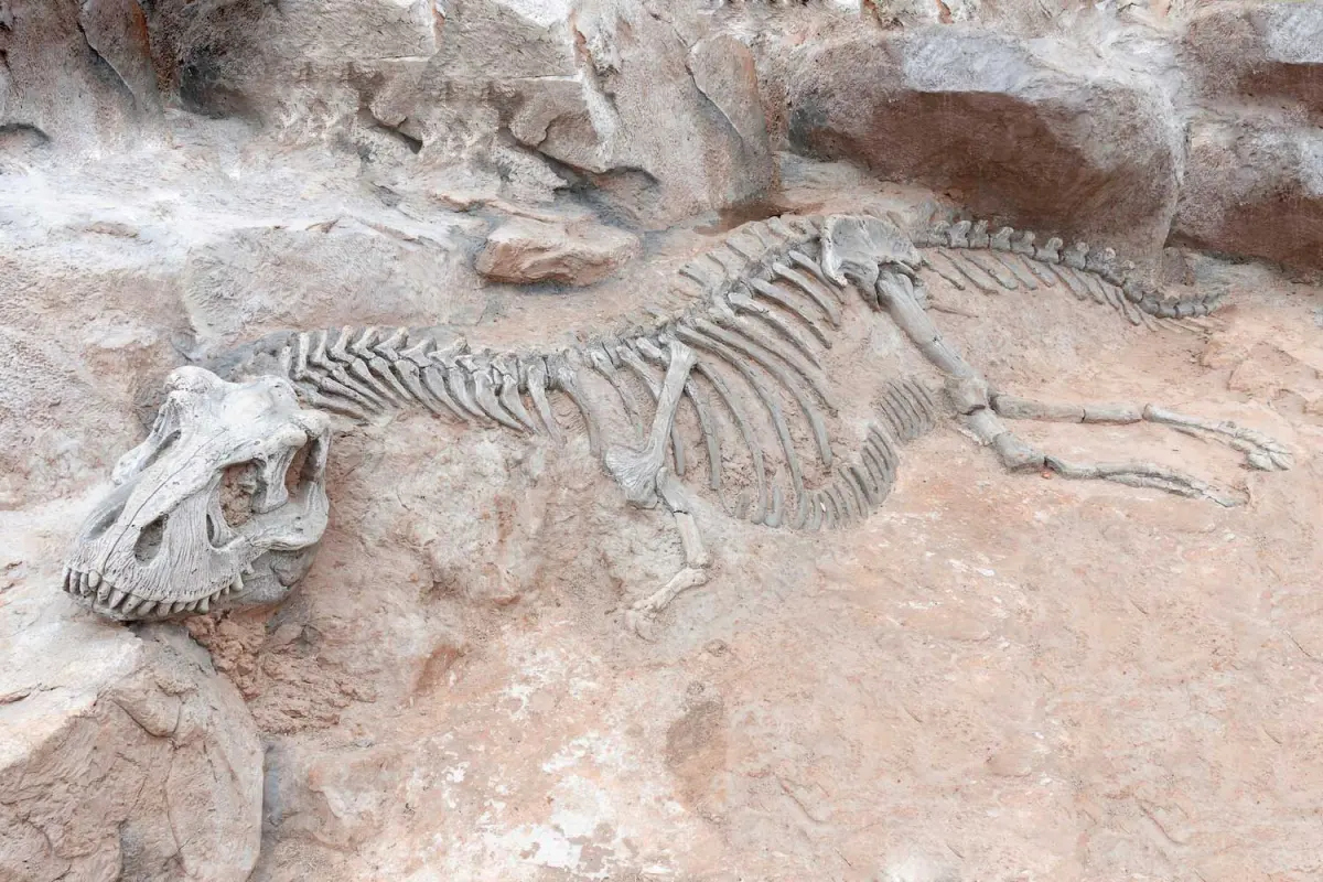 Fossils are a link to the past, but how do they form?
