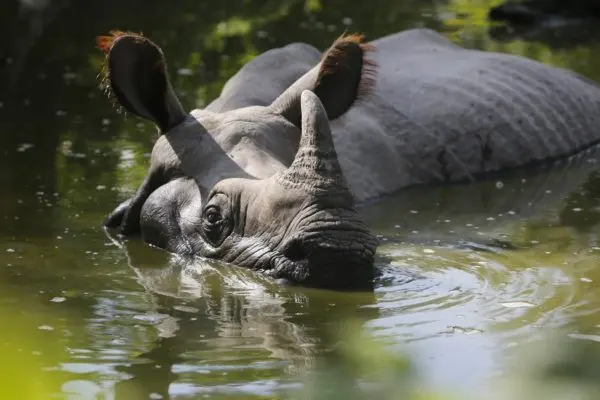 Rhinos live — image 2
