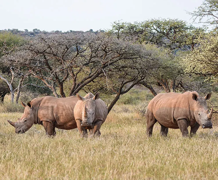 Rhinos live — image 3