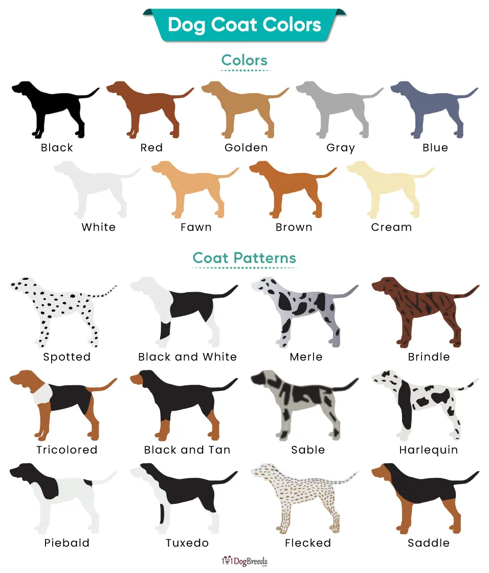 Dog Coat Colors With
