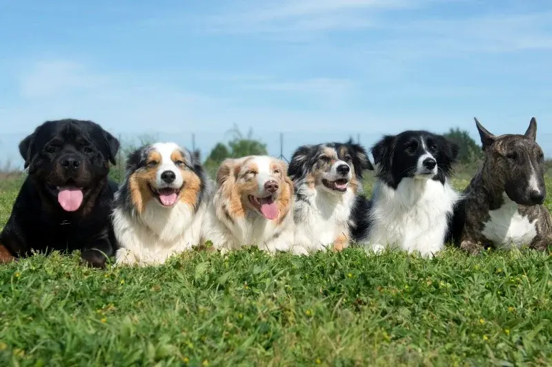 20 Beautiful Dog Colors and Patterns (With !)