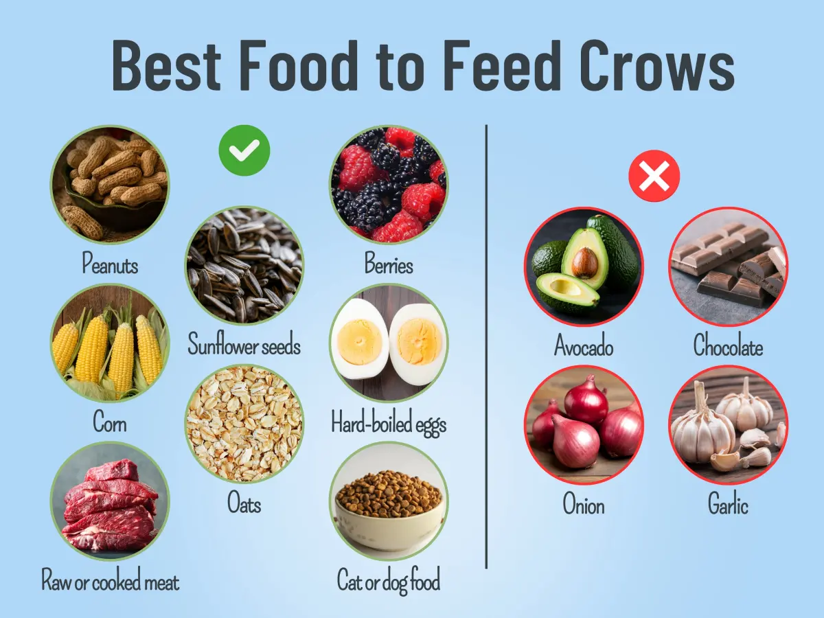 Best Foods to Feed Wild Crows: Tips From a Bird Expert