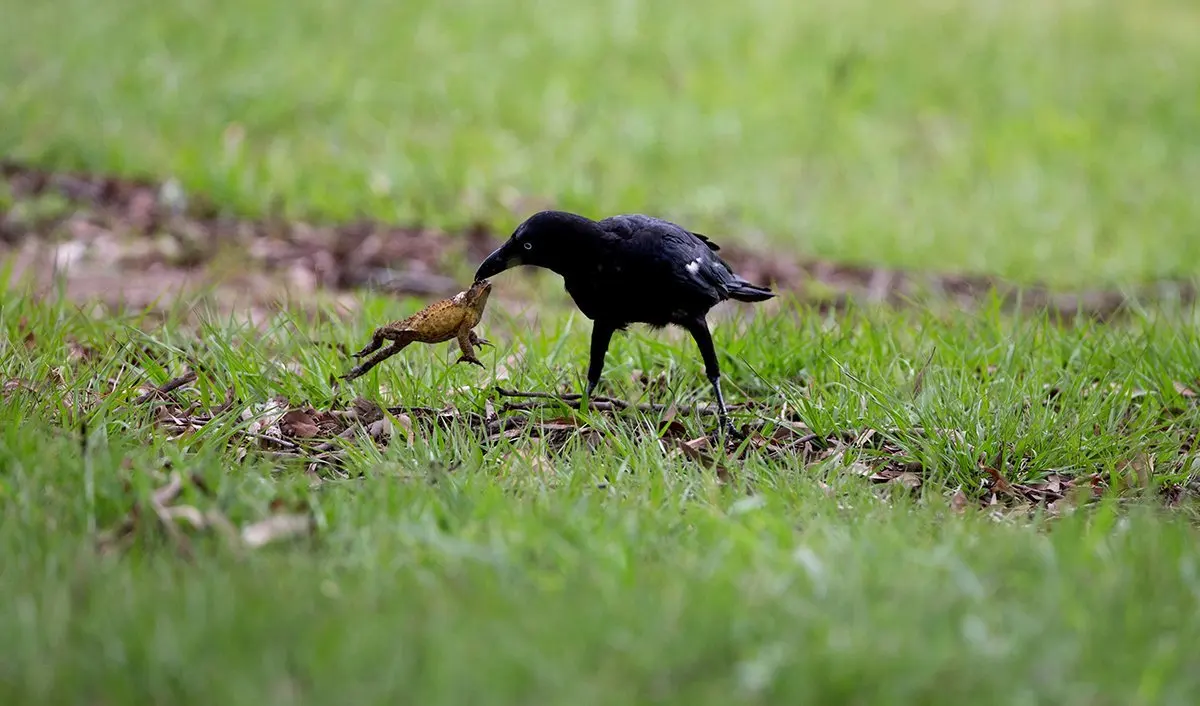 Clever crows have learnt how to make a meal of cane toads