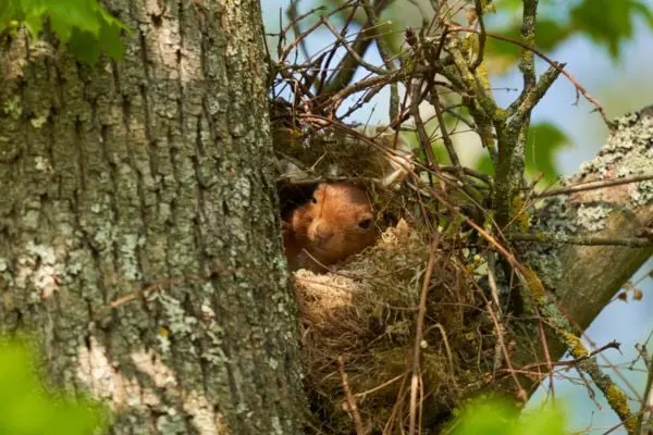 Where Do Squirrels Live? Habitat and Nesting