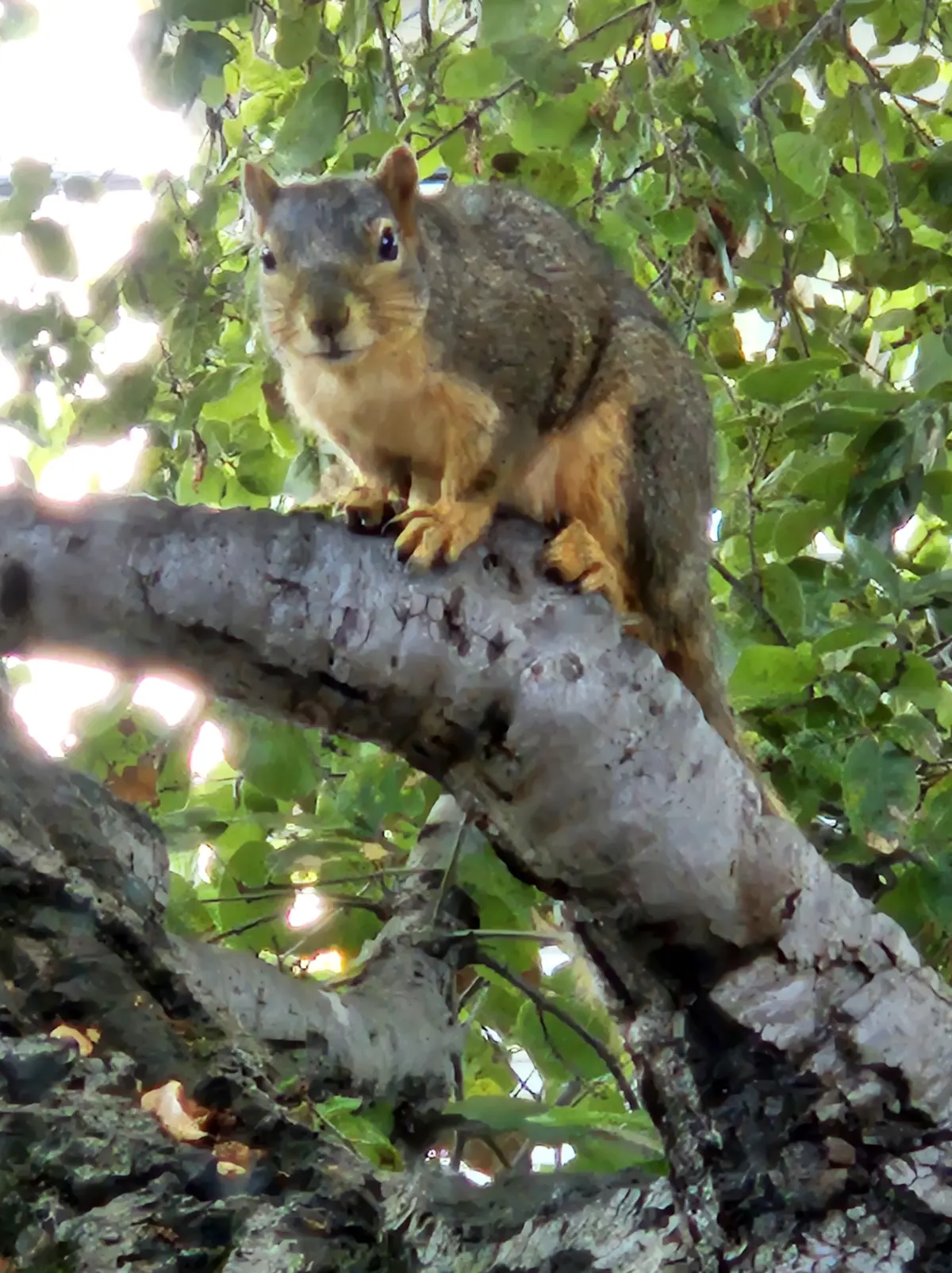 Where do squirrels live? Wherever they can