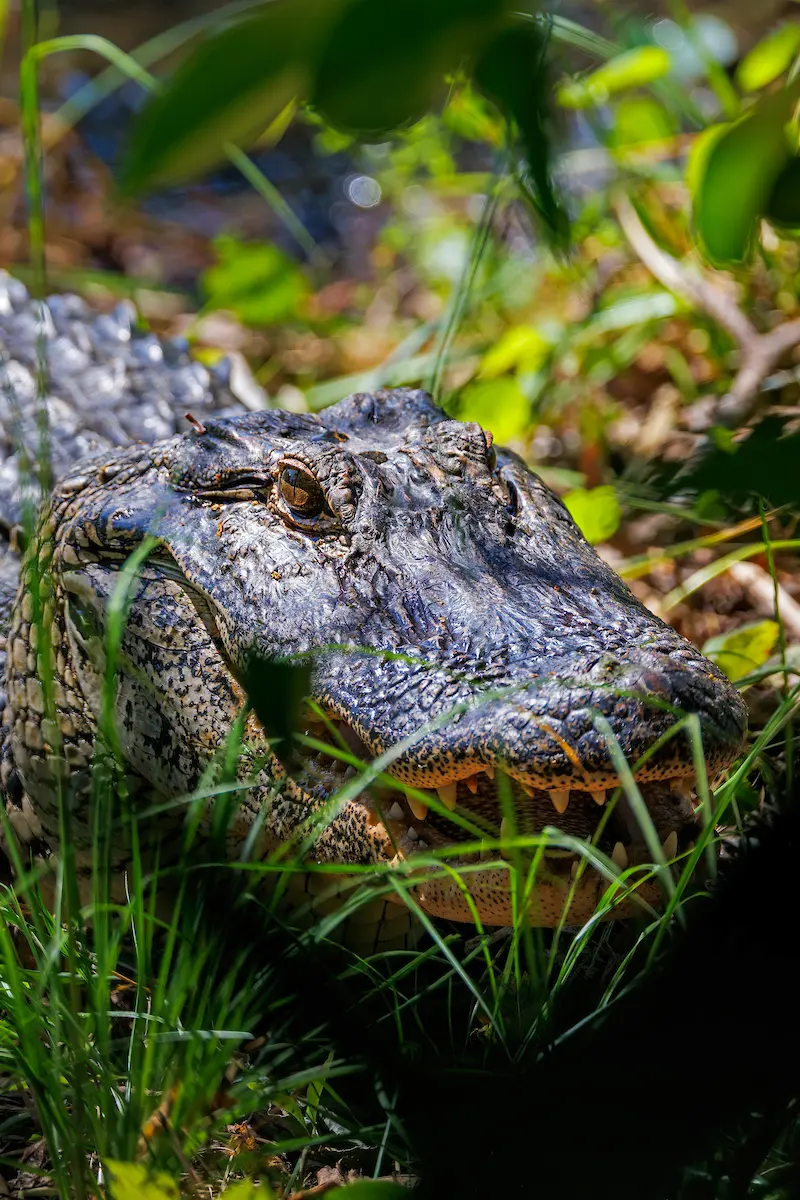 Yes, Alligators Live in North Carolina