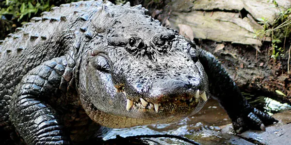 Alligators live — image 2