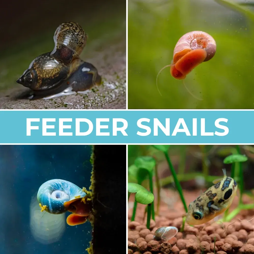 Feeder Snails for Sale