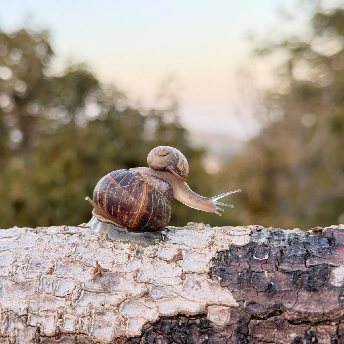 Buy Live Pet Snails Online at Our Premium Snail Shop