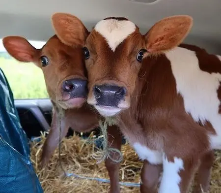 Baby Cows Saved From Slaughter by Destination Liberation