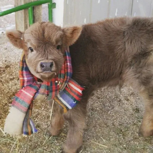 Babies cows — image 2
