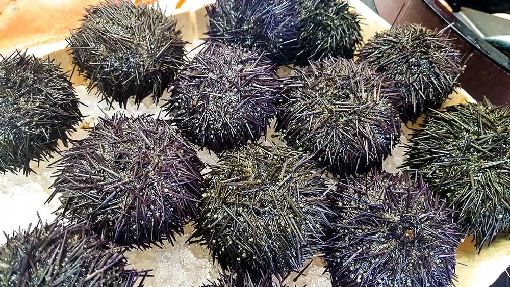 Sea Urchin Cooking and Eating Tips