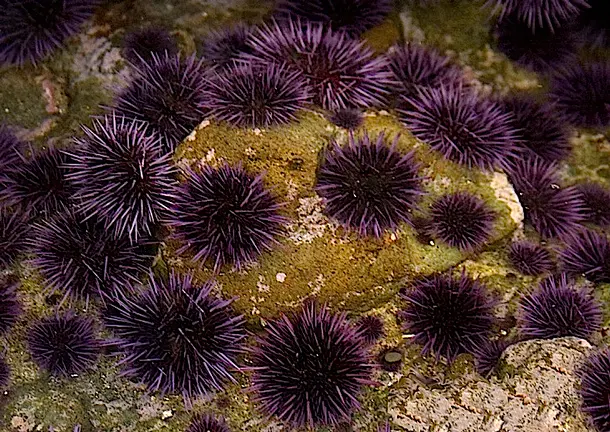 Living on Earth: Science Note: Sea Urchins Eat Rocks