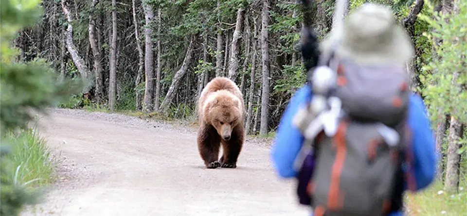 Staying Safe Around Bears