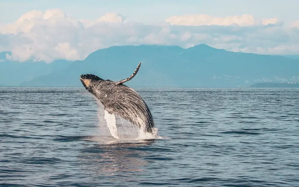 Whale Watching Vancouver