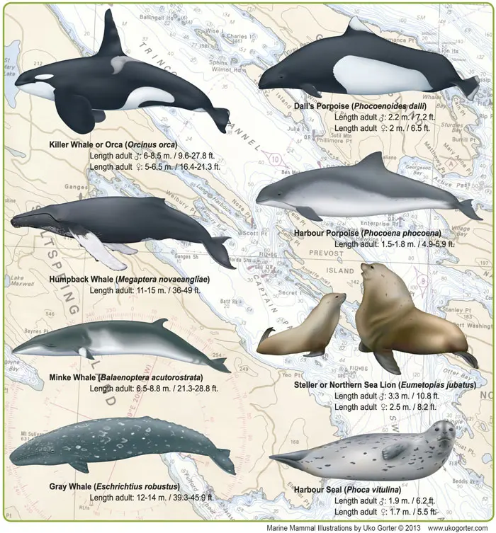 Whales near vancouver — image 3