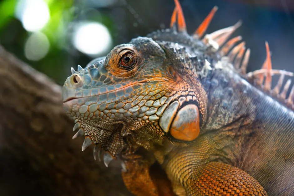 Iguanas live — image 2