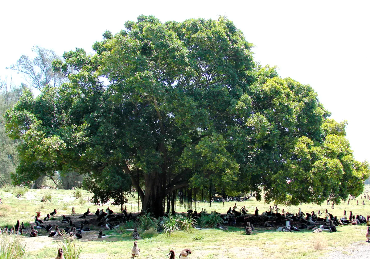 Shade tree