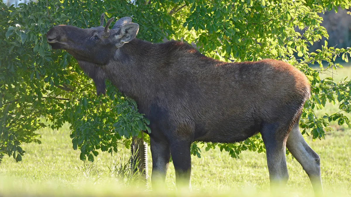 Moose