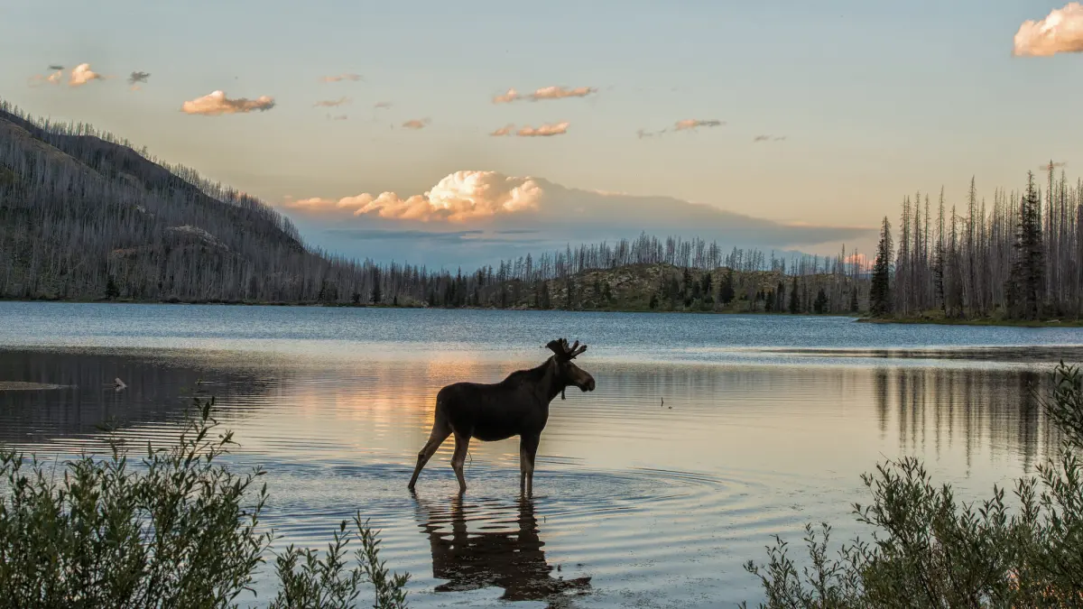 Case Study: Tracking The Great Moose Migration
