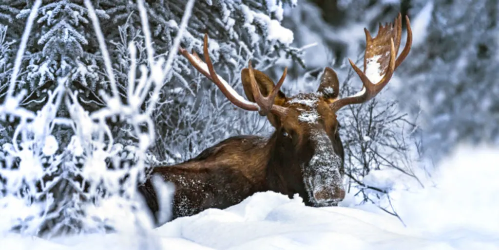 These are the MOOSE of our lives