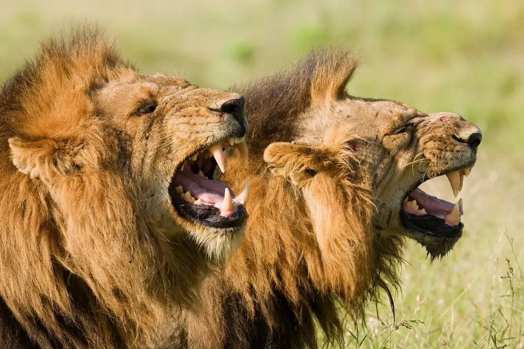 Man-Eating Lions of Tsavo Did Indeed Eat People, Teeth Reveal