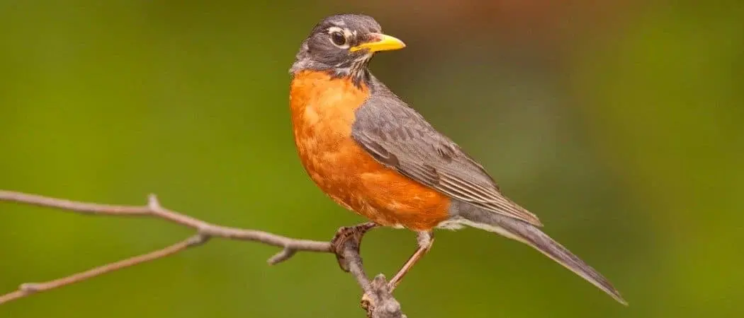Robin Lifespan: How Long Do Robins Live?