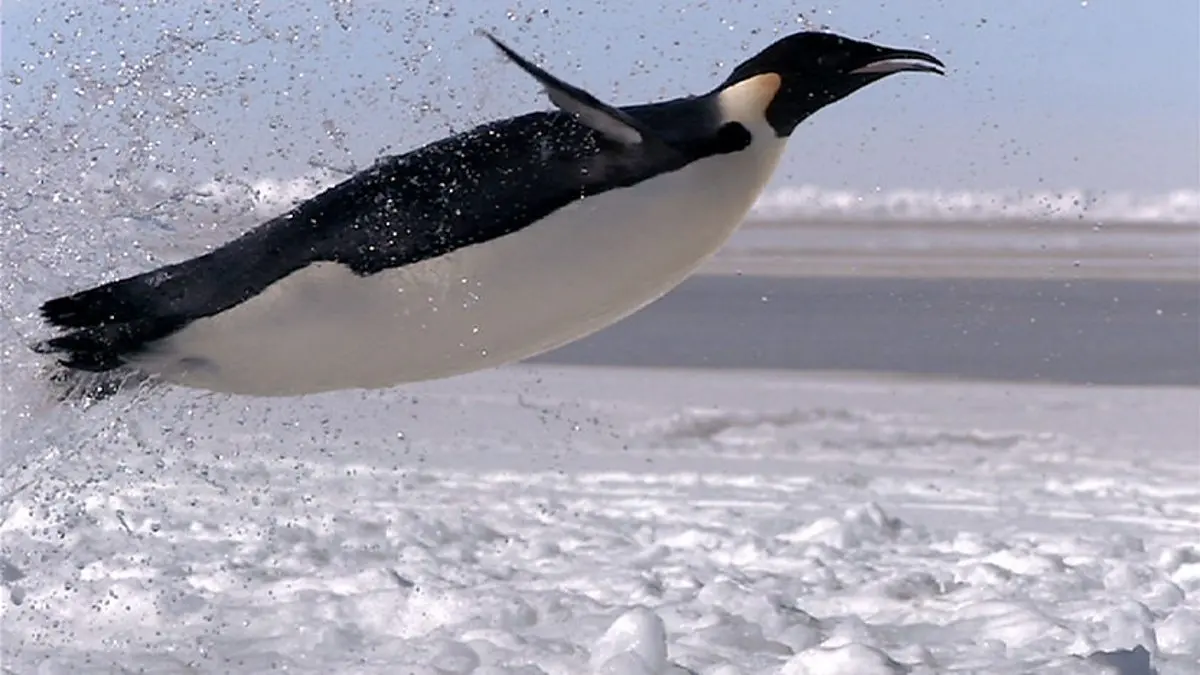 Penguins can fly
