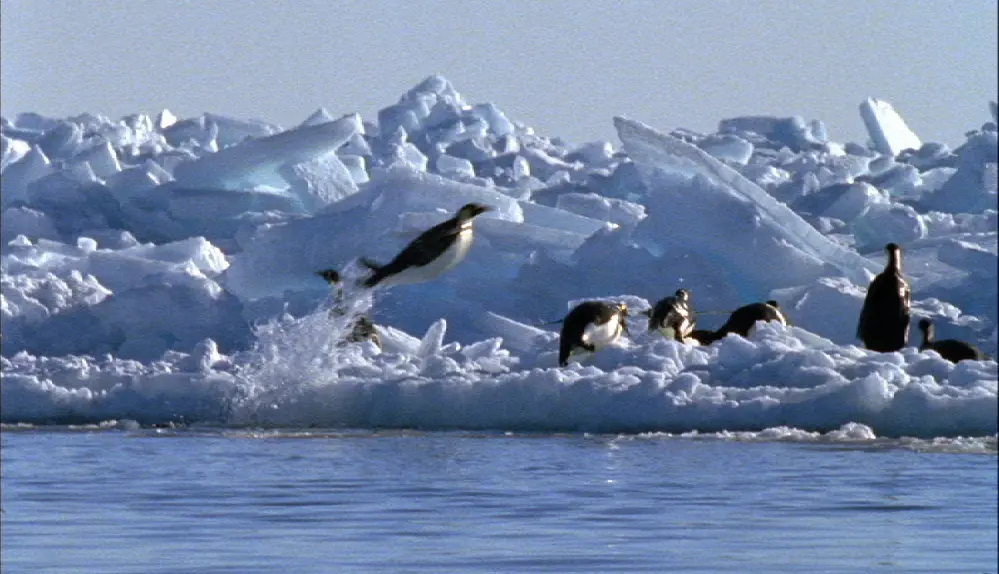 Penguins fly — image 2