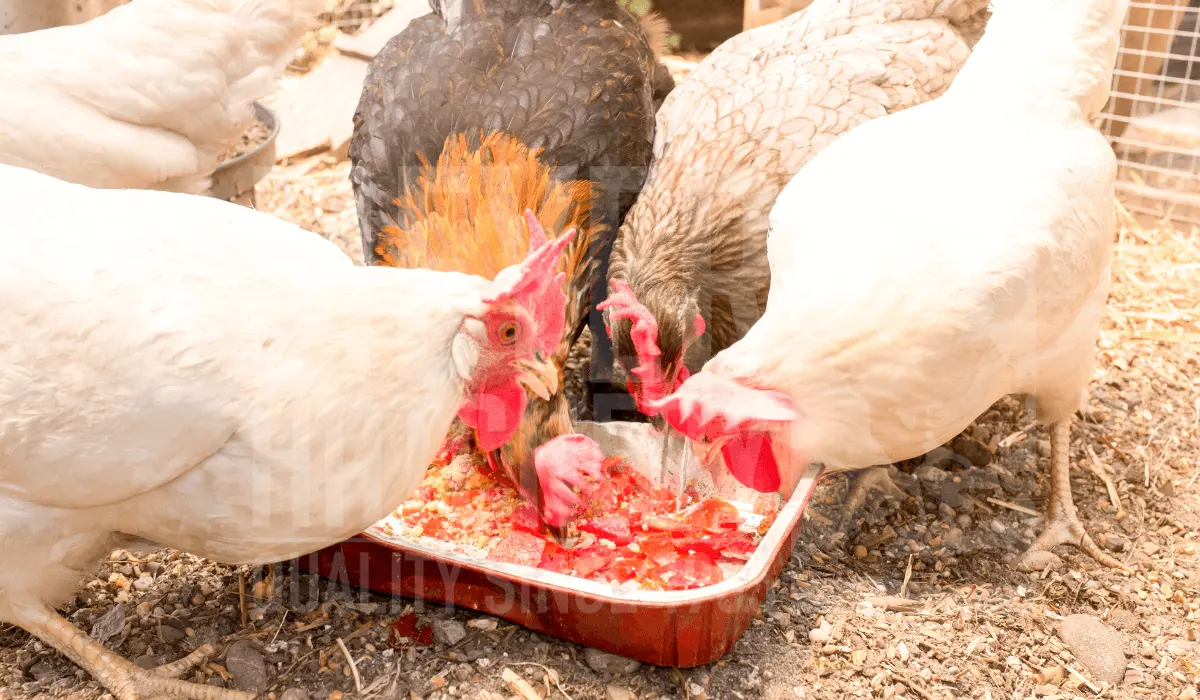Foods To Avoid Feeding To Your Chickens