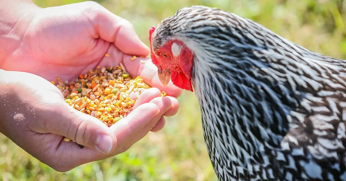 Safe and Unsafe Foods for Chickens: What to Feed and Avoid