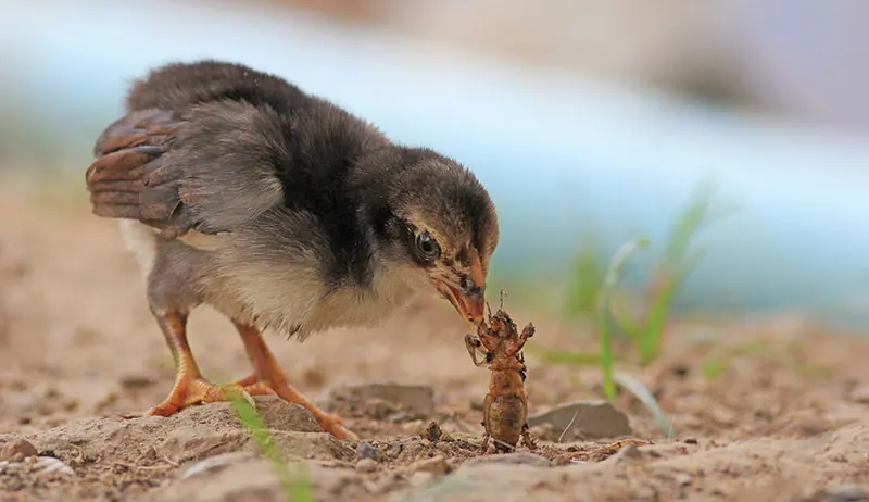 Flock Talk: What's "Normal" for Chickens to Eat?