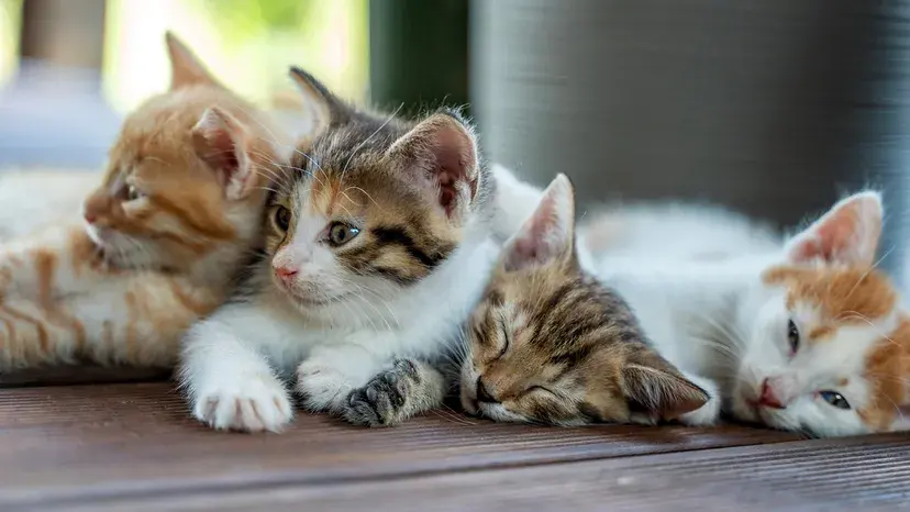What Is a Group of Wild Cats Called? Depends on the Type of Cat