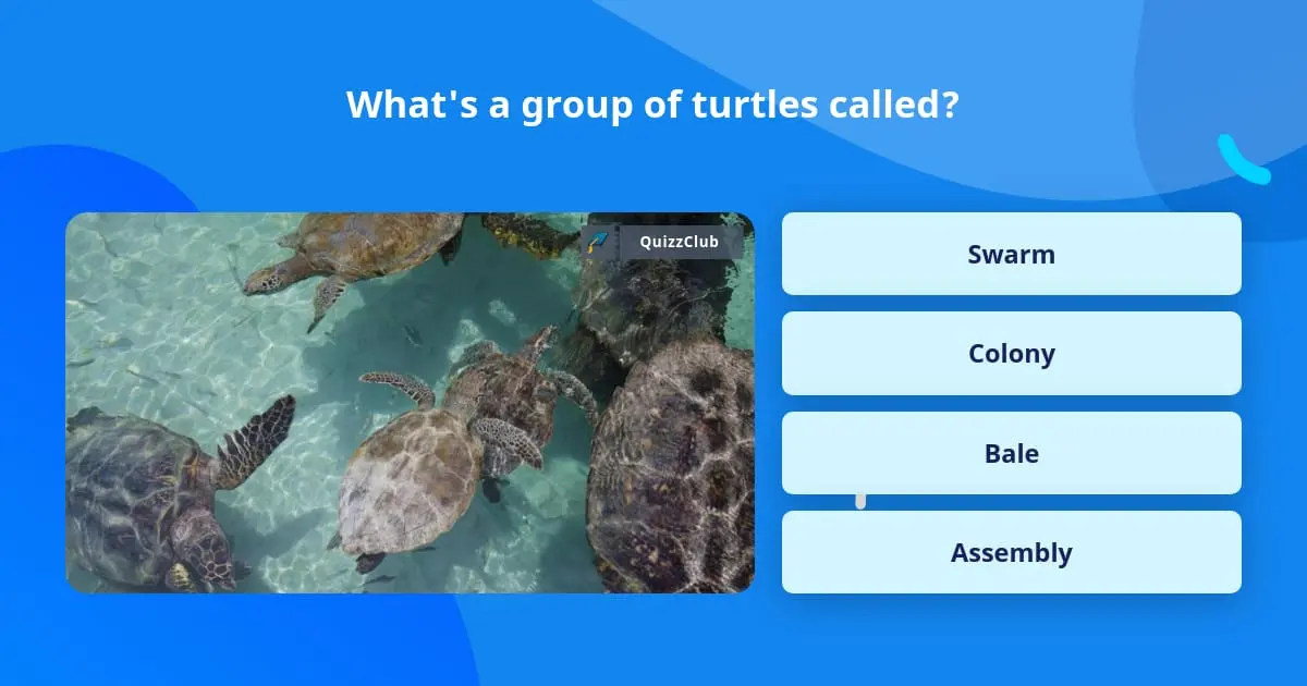 What's a group of turtles called?