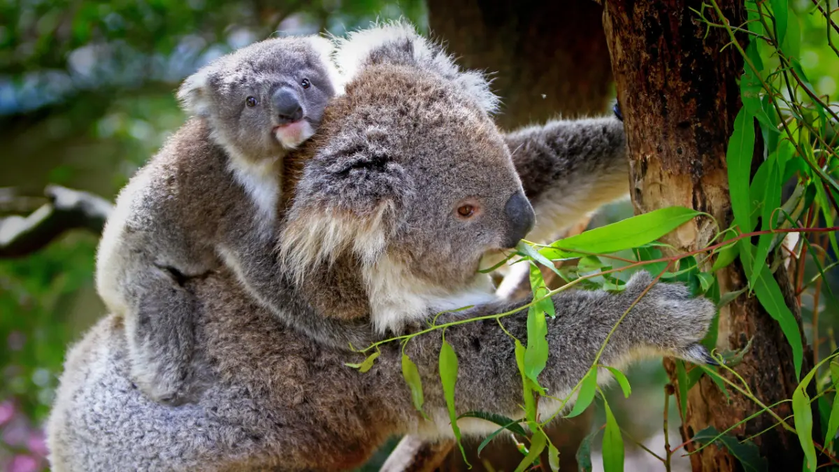 Koalas live — image 2