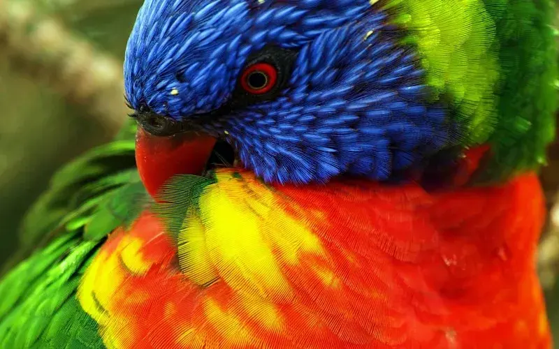 Full colour: Birds and their plumage