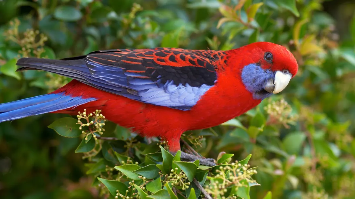 32 of the most colorful birds on Earth