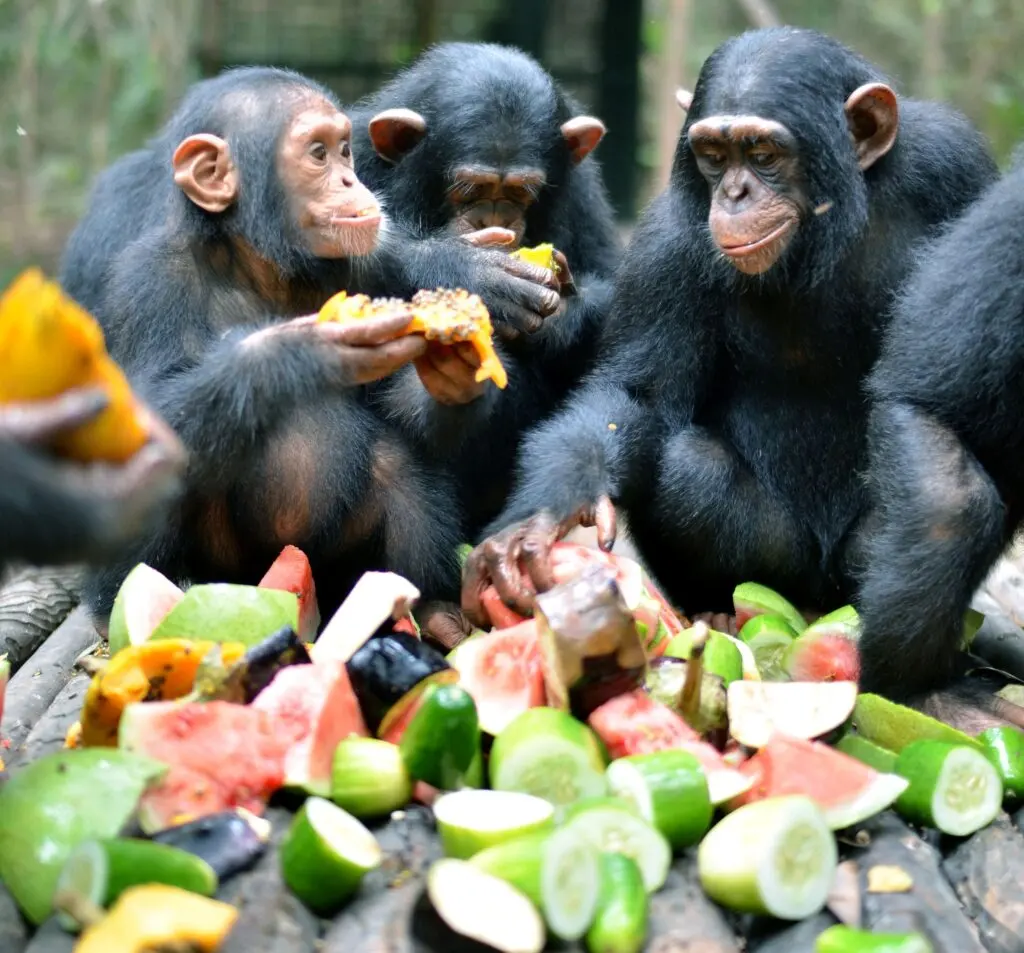 What Do Chimpanzees Eat?