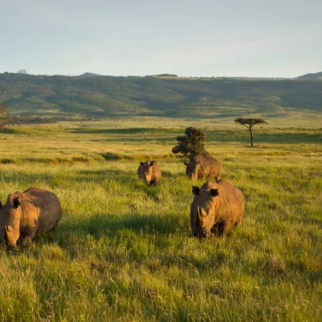 Where do Rhinos Live? And Eight Other Rhino Facts