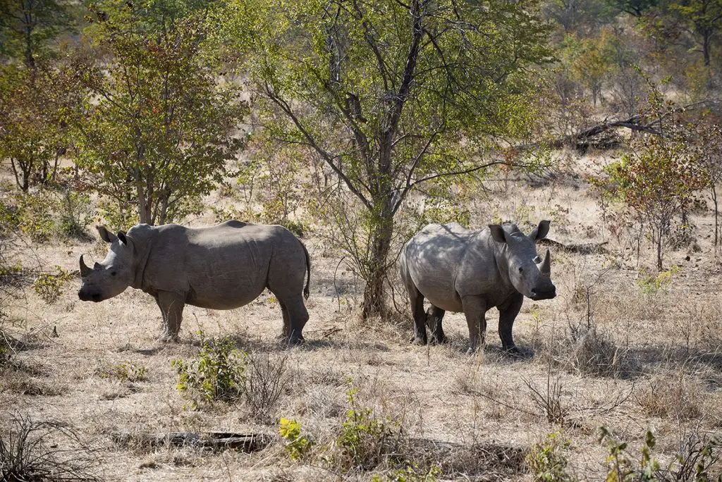 Rhinos live — image 2