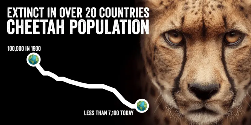 Are cheetahs endangered