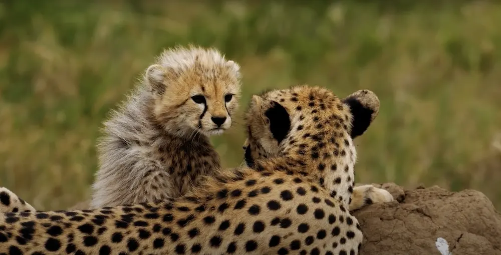 Cheetahs are going extinct. Watch our mini-doc with Shekhinah