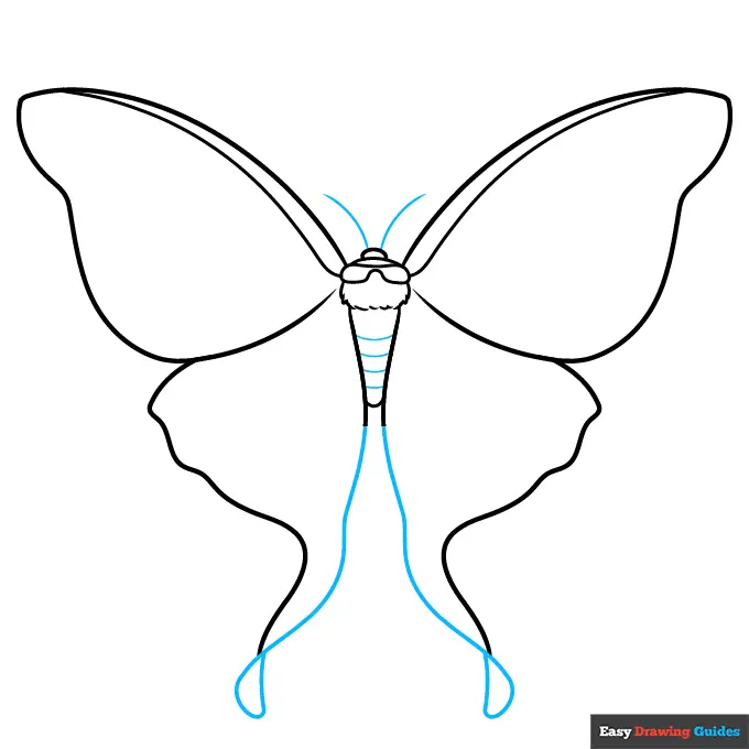 How to Draw a Luna Moth