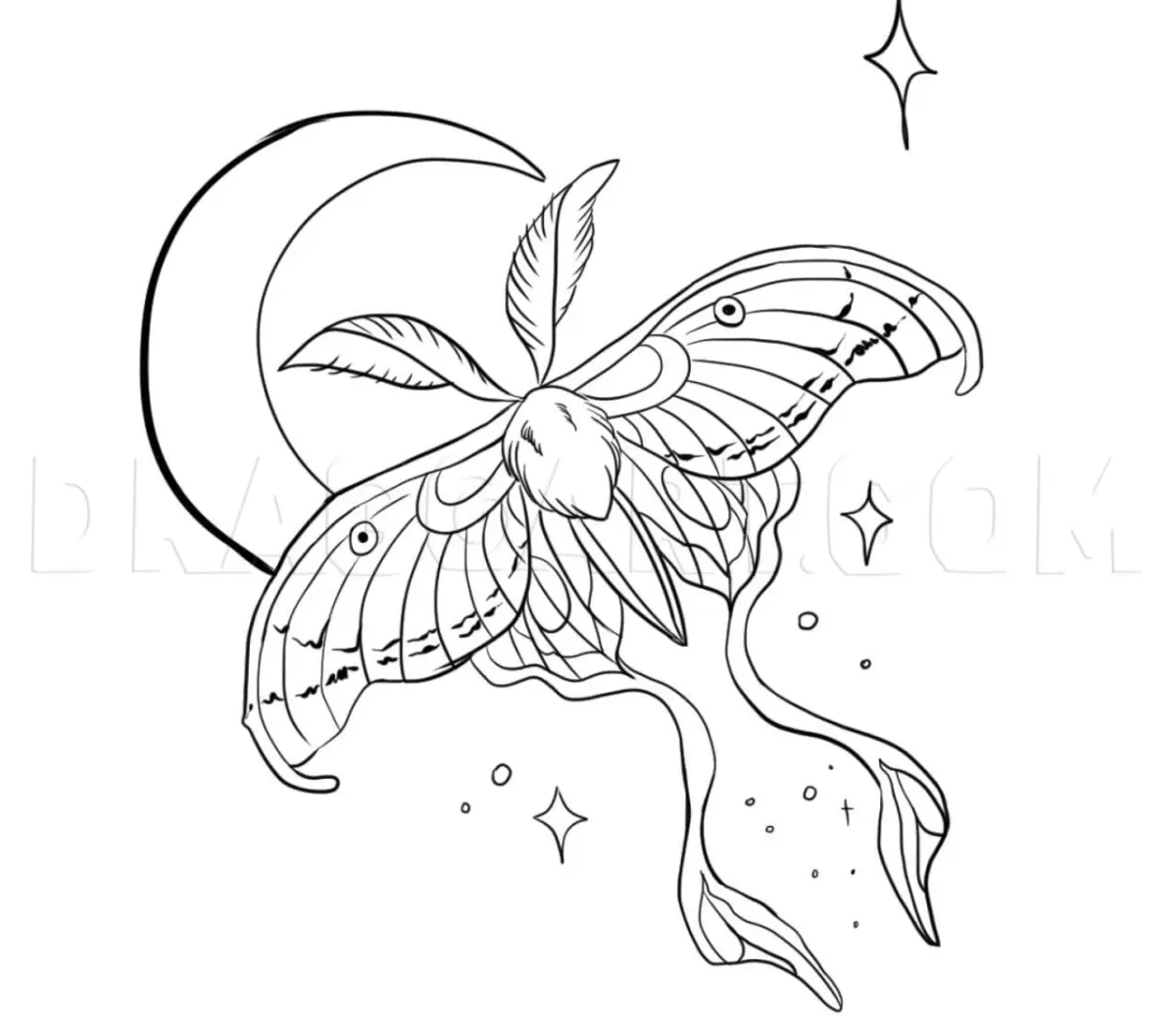 Luna Moth Art Drawing, How To Draw, Drawing, Step by Step, by Cocoapebbles